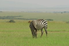 Maasai-Mara-Zebra
