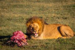 Maasai-Mara-lion-feeding