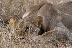 Maasai-Mara-lioness