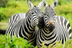Masai-Mara-Nattional-reserv