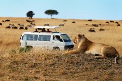 Masai-Mara-lion-mini-bus