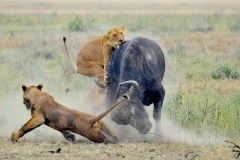 Masi-Mara-Lion-hunt-Bufflao