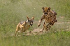 maasai-mara-cheetah