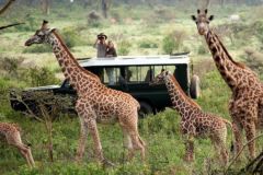maasai-mara-giratte-2