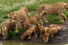 maasai-mara-lioness-drink-water