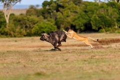 maasai-mara-lioness-hunt-buffalo