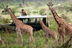 maasai-maragiraffe-region