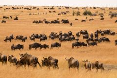 maasai_mara-wilder-beest