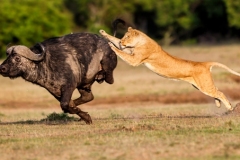 masai-mara