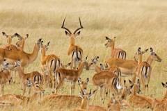 masi-mara-gazel